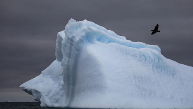 Antarktikada quş qripindən ilk ölümqeydə alındı